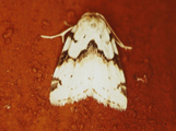 Heliothis flavirufa